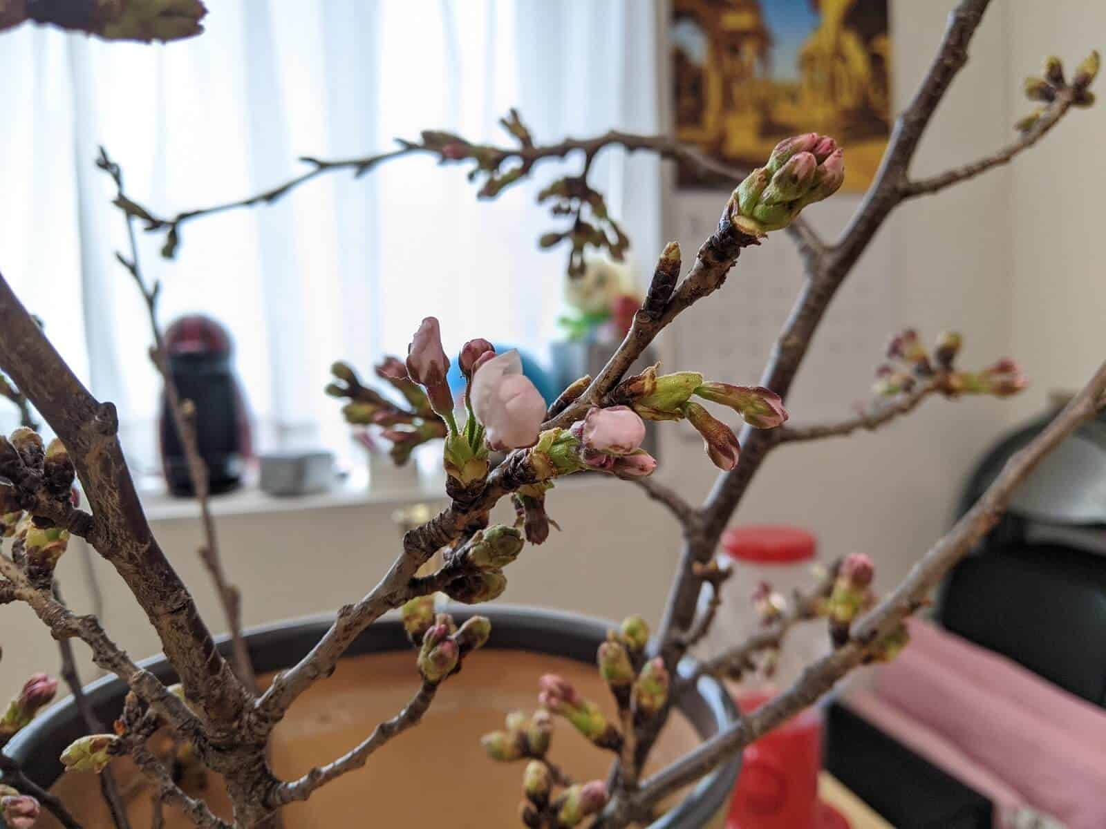 六本木ミッドタウンで桜の枝をもらいました 榊裕次郎の公式サイト Transparently